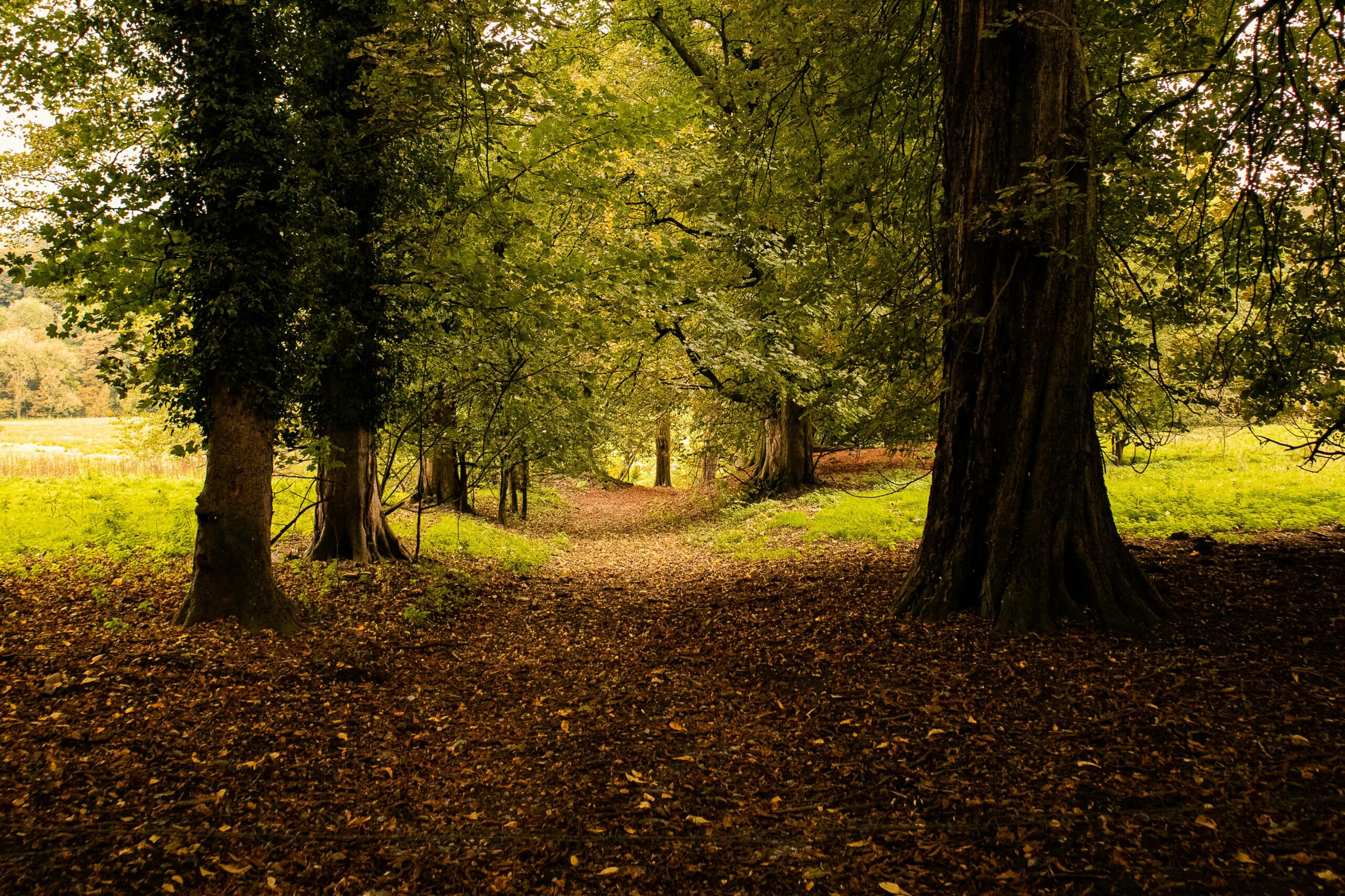 Simple woodland image used in CTA